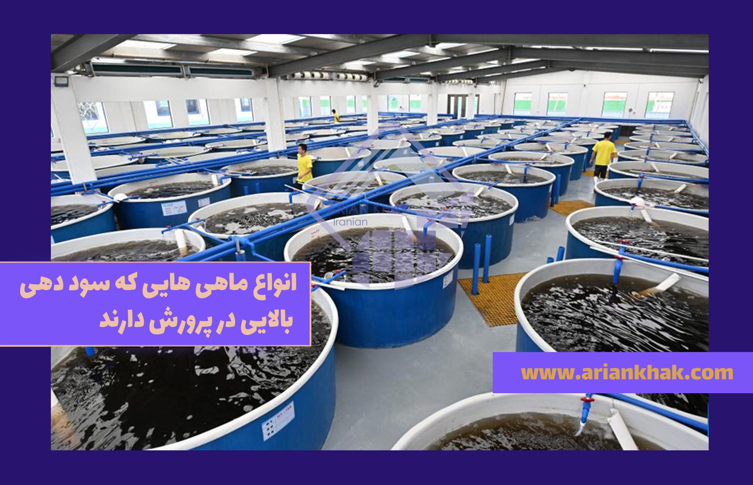 پرورش ماهی انواع ماهی که سود دهی بالایی در پرورش دارند